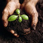 Cómo preparar compost orgánico l EcoHortum