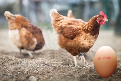 Huevos ecológicos de gallinas l Ecohortum