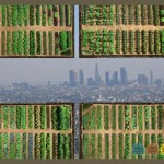 Beneficios ecológicos de un huerto urbano l EcoHortum