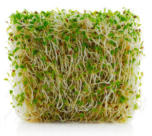 Ficha Cultivo: Alfalfa l EcoHortum