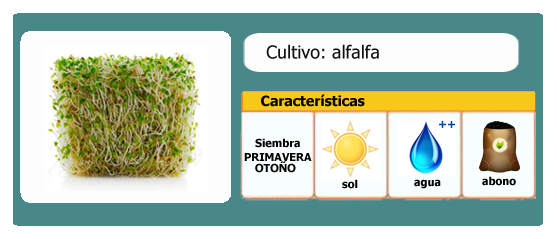 Ficha Cultivo: Alfalfa l EcoHortum