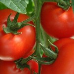 Cultivar tomates huerto urbano l EcoHortum