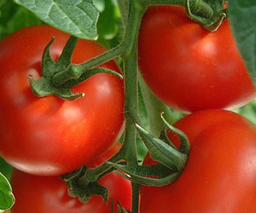 Tomate Seco – La Buena Cosecha