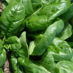 Cultivar espinacas en huerto en casa l EcoHortum