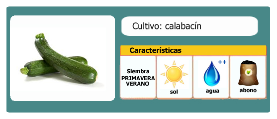 Ficha de cultivo: calabacín l EcoHortum