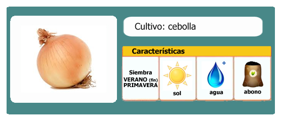 Ficha de cultivo: Cebolla l EcoHortum