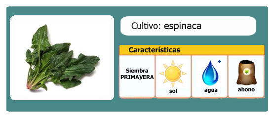 Ficha de cultivo Espinaca l EcoHortum