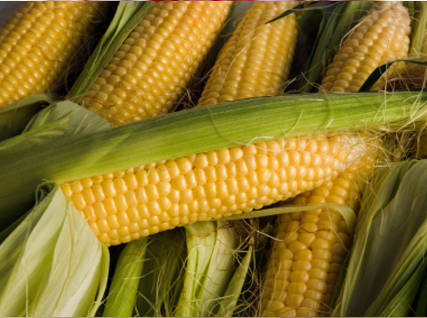 Cultivar maíz huerto en casa l EcoHortum