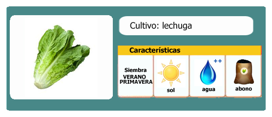Ficha cultivo lechuga l EcoHortum