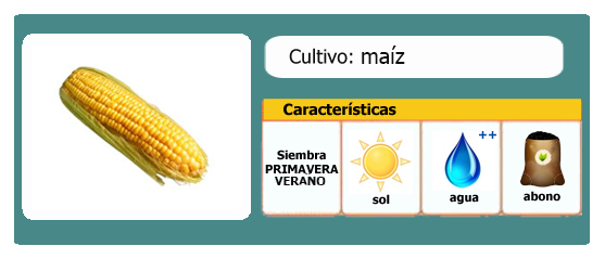 Cómo cultivar maíz l EcoHortum