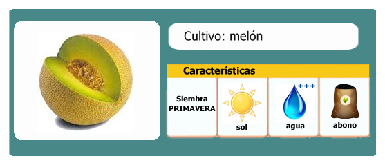 Ficha cultivo melón - huerto urbano l EcoHortum