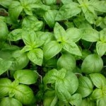 Cultivar albahaca huerto en casa | EcoHortum