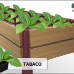 Cultivar tabaco mesa cultivo l EcoHortum