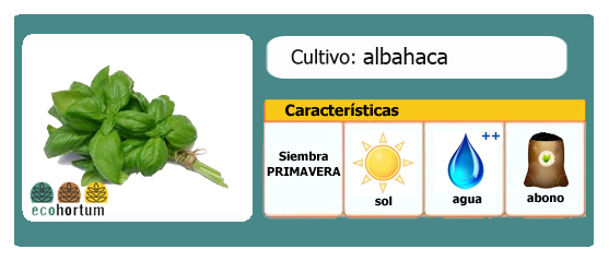 Ficha cultivo albahaca | EcoHortum