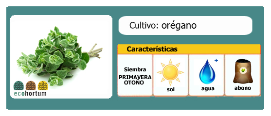 Ficha cultivo orégano | EcoHortum