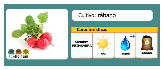 Ficha de cultivo rábano l EcoHortum