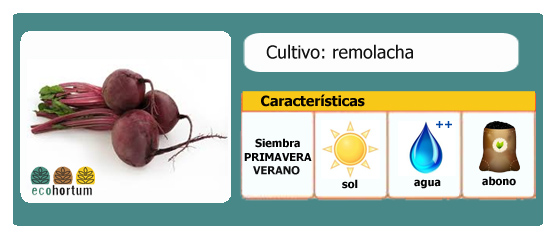Ficha de cultivo remolacha | EcoHortum