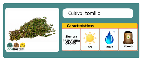 Ficha cultivo tomillo | EcoHortum
