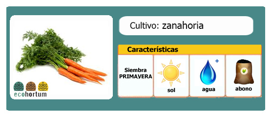 Ficha de cultivo zanahoria | EcoHortum