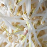 Cultivar brotesde soja huerto en casa | EcoHortum