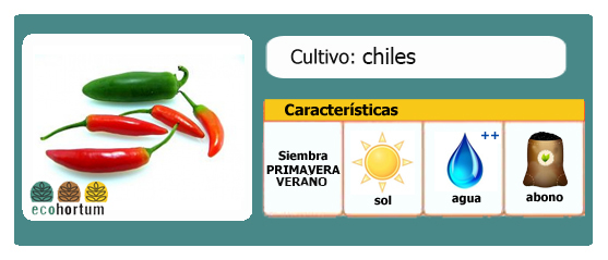 Ficha cultivo chiles guindillas | EcoHortum