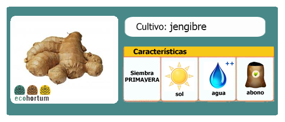 Ficha cultivo jengibre huerto en casa | EcoHortum