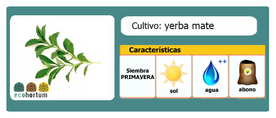 Ficha cultivo yerba mate huerto en casa | EcoHortum