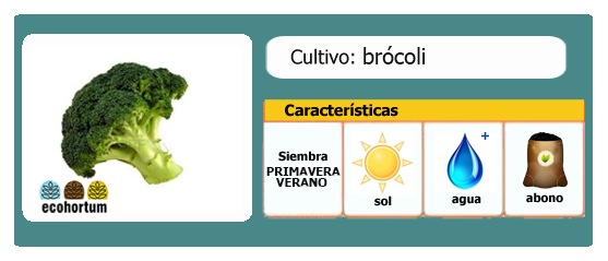 Ficha de cultivo brócoli | EcoHortum