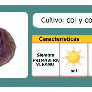 Ficha cultivo col (repollo) y col lombarda | EcoHortum