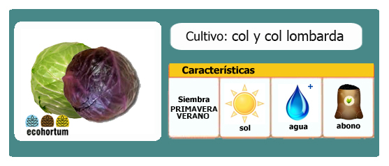 Ficha cultivo col (repollo) y col lombarda | EcoHortum 