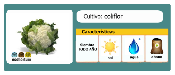 Ficha cultivo coliflor huerto en casa | EcoHortum