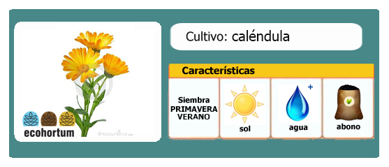 Ficha cultivo calendula | EcoHortum