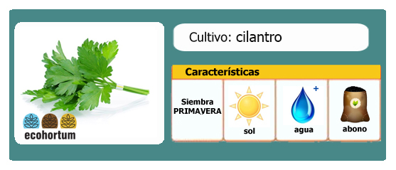 Ficha cultivo cilantro | EcoHortum