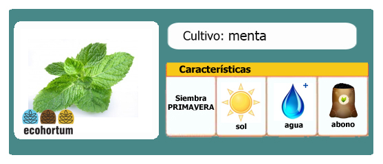 Ficha cultivo menta peperita | EcoHortum