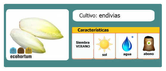 Ficha de cultivo endivias | EcoHortum