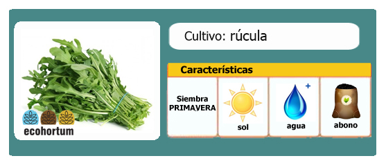 Ficha cultivo rúcula | EcoHortum