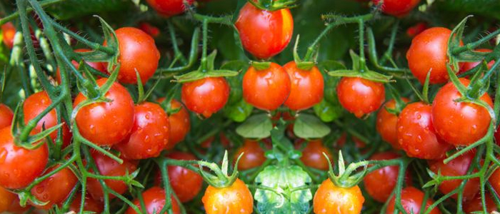 Cultivar tomates cherry huerto en casa | EcoHortum