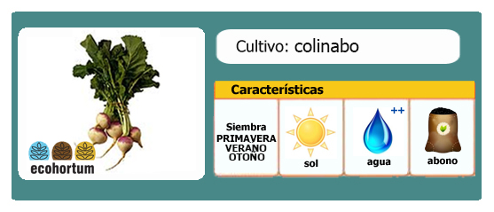 Ficha de cultivo colinabo | EcoHortum