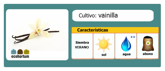 Ficha de cultivo: vainilla | EcoHortum