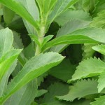Cómo cultivar stevia huerto urbano