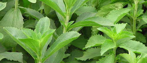 Cómo cultivar stevia huerto urbano