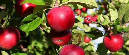 Cómo cultivar manzanas