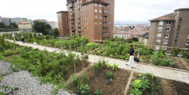 Huertos urbanos en terrazas. ¿Cuál es la cantidad de tierra ideal?