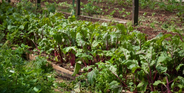 Siete consejos para construir un huerto ecológico en casa.