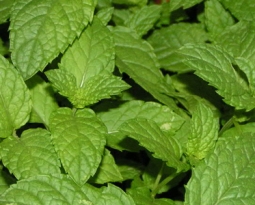 Como Cultivar Menta Ecohortum