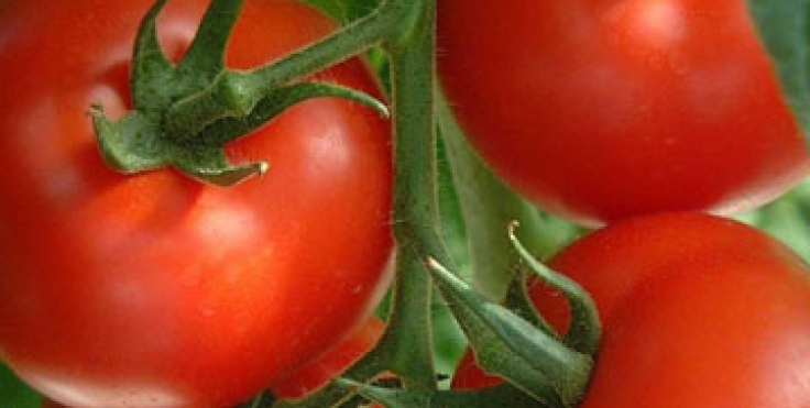 Tomate Seco – La Buena Cosecha